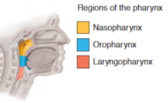 <p>nasopharynx, oropharynx, laryngopharynx</p>