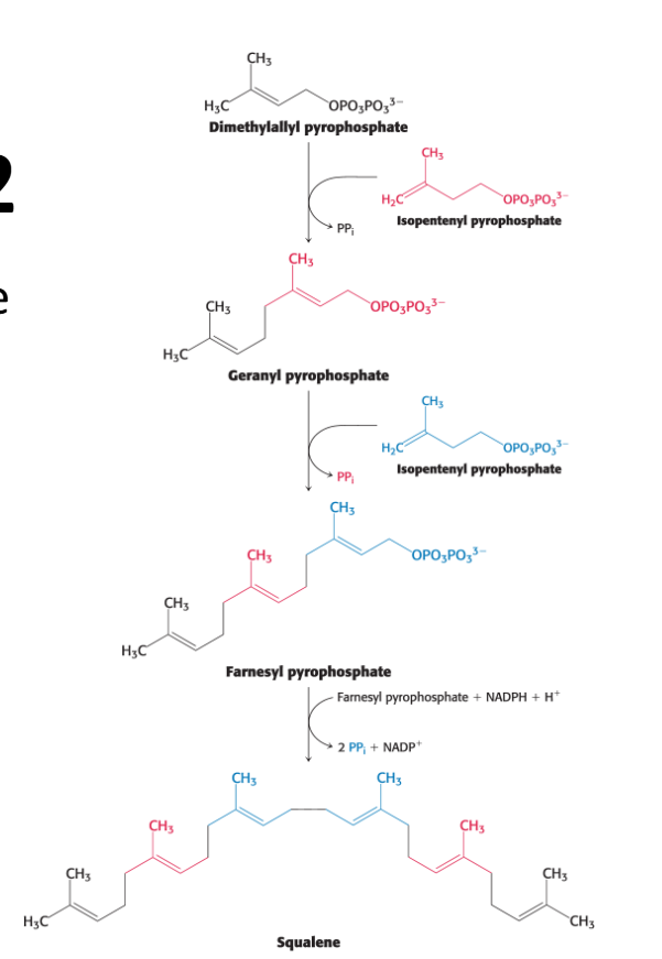 <p>This stage occurs in the <strong><em>endoplasmic reticulum</em>.</strong></p><p>Squalene is synthesized from <strong>isopentenyl pyrophosphate</strong>.</p><ol><li><p>Isopentenyl pyrophosphate isomerizes to dimethylallyl pyrophosphate.</p></li><li><p><strong>The two isomer C5 units</strong> (one of each) condense to begin the formation of squalene (30 carbons)</p></li></ol><p></p>