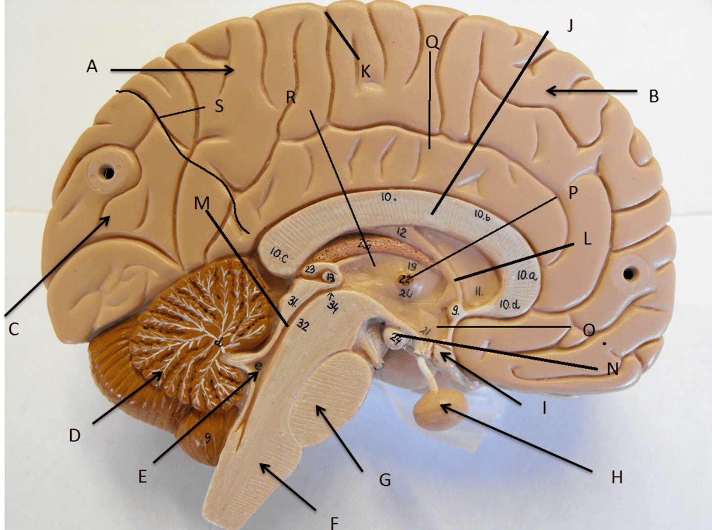 <p>11 parts of the BRAIN</p>