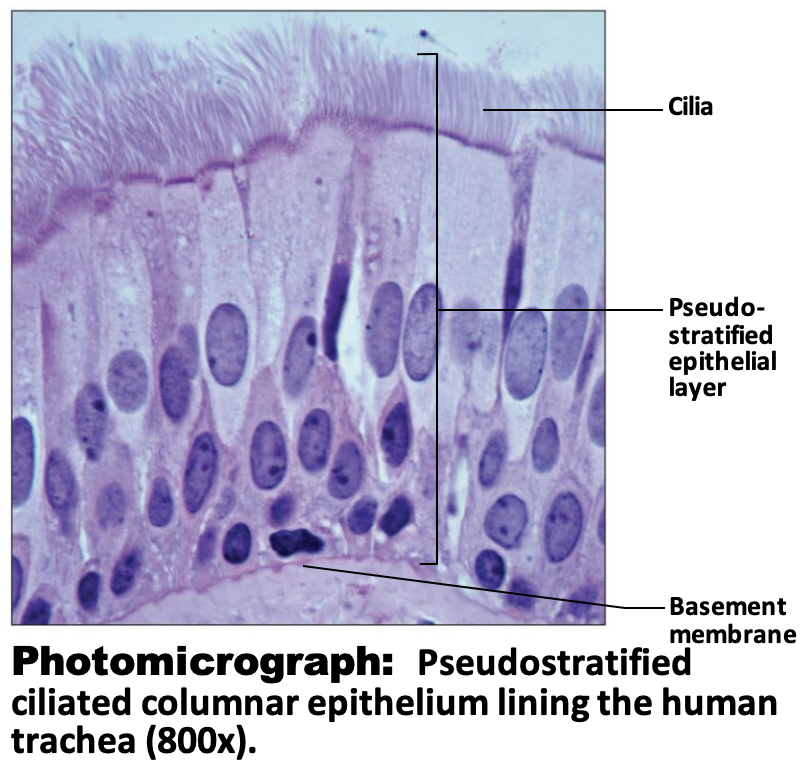 <p>Pseudostratified Ciliated Columnar Epithelium: Function</p>
