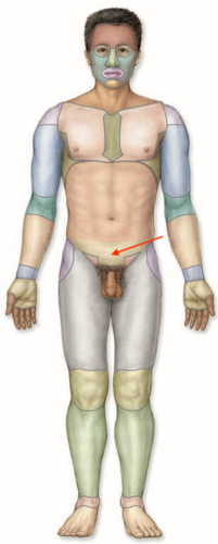 <p>what is this section called?</p>