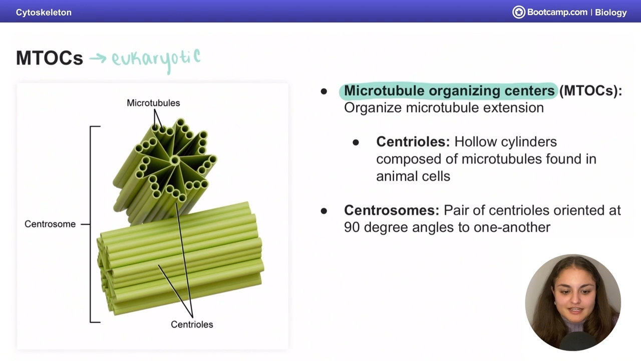<p>centrioles, which two make up Centrosomes</p>