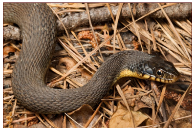<p>nonvenomous (labial bars)</p>