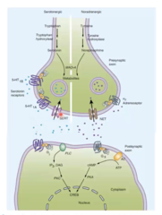 <p>- Prevent the reuptake of serotonin or NA into neurons.</p><p>- Increases levels of serotonin and/or noreadrenaline in synapse.</p><p>- SSRIs = selective serotonin reuptake inhibitors.</p><p>- SNRIs = serotonin & noreadrenaline reuptake inhibitors.</p>