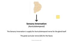 <p>-The Sensory Innervation is supply for Auriculotemporal nerve for the gland itself</p><p>-The great auricular nerve (GA) for the fascia</p>
