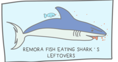 <p>commensalism</p>