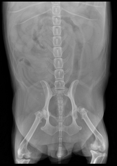 <p>You should be worried that the patient in this VD abdominal projection has urinary calculi.</p><p>TRUE OR FALSE</p>