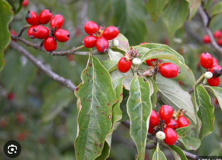 <p>What tree is this?</p>