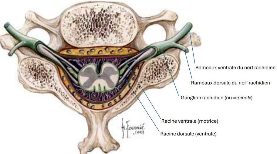 <p>Nerfs Rachidiens chez l’homme </p>