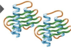 <p>some proteins contain two of more polypeptide chains that are attracted to one another, the way in which two or more polypeptides join to form active proteins</p>