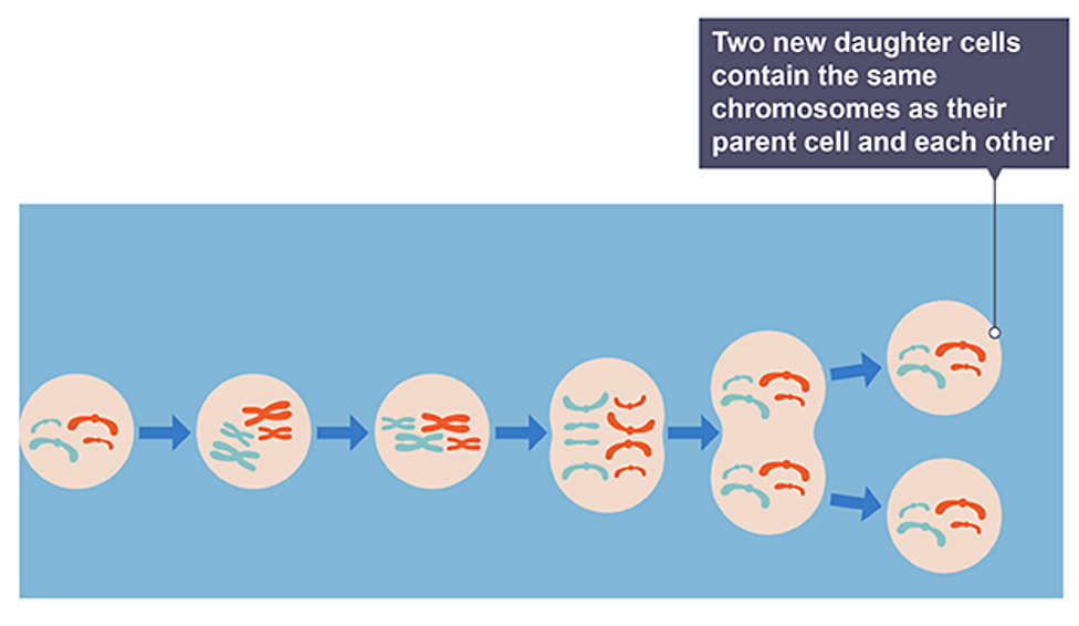 <ul><li><p><span>Each chromosome duplicates, splitting lengthwise into two identical chromosomes (joined by a centromere)</span></p></li><li><p><span>Chromosomes line up along equator</span></p></li><li><p><span>Chromosome and duplicate split towards opposite ends of cell</span></p></li><li><p><span>Cell divides in two</span></p></li><li><p><span>Two new daughter cells produced, same chromosomes as parent</span></p></li></ul><p></p>