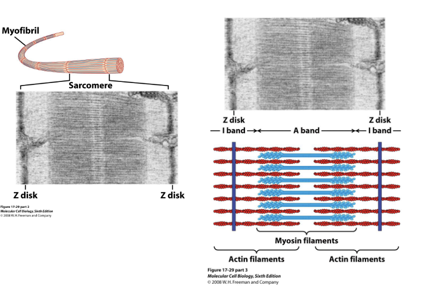 <p>"Actin is a protein that binds ATP and polymerizes into filaments forming a major component of the cytoskeleton."</p>