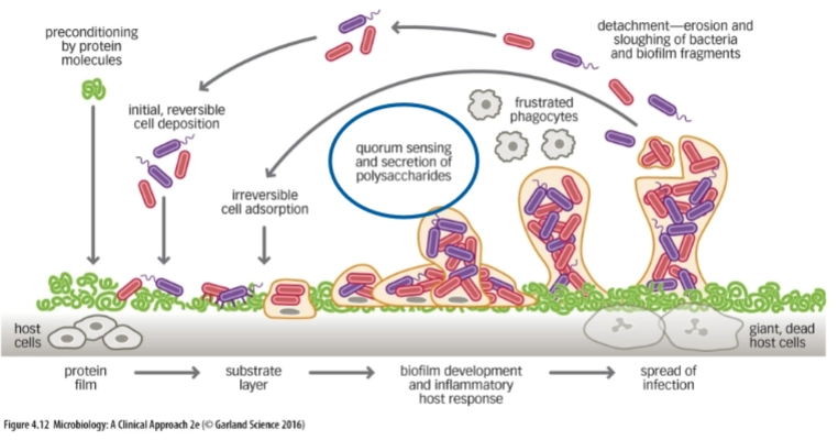 <ol><li><p>initial, reversible cell deposition<br>= losse bacteriën komen langs en plakken tijdelijk vast<br>→ reversibel! ze kunnen nog relatief makkelijk weer los door stroming</p></li></ol><p></p><ol start="2"><li><p>irreversible cell adsorption<br>= als de omstandigheden goed zijn:</p></li></ol><ul><li><p>bacteriën zetten adhesie-genen aan</p></li><li><p>geen sterkere bindingen maken</p></li><li><p>starten met het maken van de matrix (EPS)</p></li></ul><p></p><ol start="3"><li><p>quorum sensing and secretion of polysaccharides<br>= de switch naar echte biofilm<br>→ bacteriën meten hoeveel buren er zijn via quorum sensing → bij voldoende dichtheid gaan ze massaal polysacchariden uitscheiden</p><p>→ dat vormt de EPS-matrix (de lijm) waarin de bacteriën ingebed raken</p></li></ol><p></p><ol start="4"><li><p>biofilm development and inflammatory host response<br>= de biofilm wordt dikker en krijgt 3D-vormen<br>→ cellen groeien in lagen & er ontstaan kanaaltjes voor aanvoer van voedingsstoffen</p></li></ol><p>Tegelijk reageert je lichaam:</p><ul><li><p>je ziet frustrated phagocytes</p></li><li><p>gevolg: langdurige ontsteking en weefselschade</p></li></ul><p></p><ol start="5"><li><p>detachment, erosion and sloughing (verspreiding)<br>= stukjes biofilm of losse bacteriën laten los door</p></li></ol><p></p>