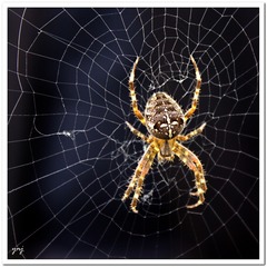 <p>orb weaving spiders</p><p>hunting approach: sit and wait, hair vibration</p><p>web type: spiral, wheel shaped</p>