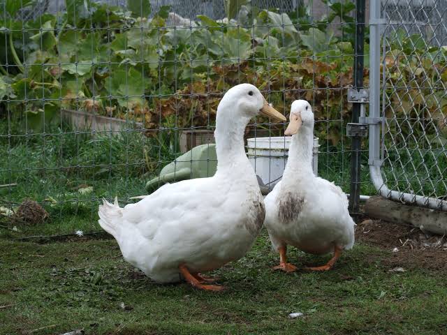 <p>identify</p>
