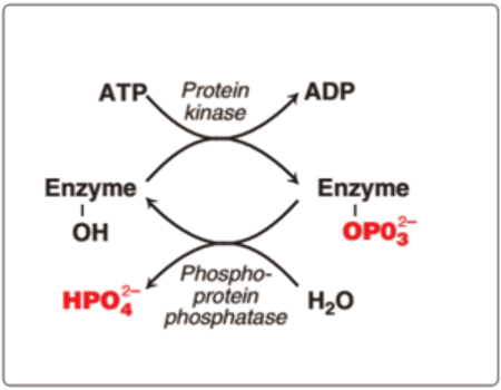 <p>reversible; addition or removal of a chemical group</p><ul><li><p>phosphorylation (by kinase and phosphatase)</p></li><li><p>methylation</p></li><li><p>ubiquitination</p></li><li><p>glycosylation</p></li><li><p>adenylylation</p></li></ul><p></p>