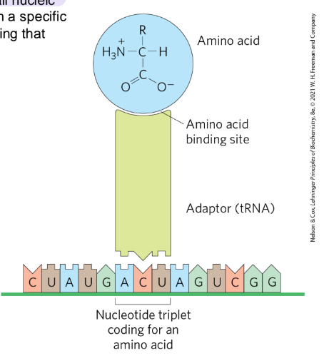 <ul><li><p>A small nucleic acid could act as an adaptor, binding to both a specific AA and the mRNA econding that AA</p></li><li><p>amino acids are activated for protein synthesis</p><ul><li><p>aminoacyl-tRNAs: tRNA attached to an amino aicd</p></li><li><p>aminoacyl-tRNA synthetases</p><ul><li><p>catalyzed the formation of aminoacyl-tRNAs</p></li></ul></li></ul></li></ul><p></p>