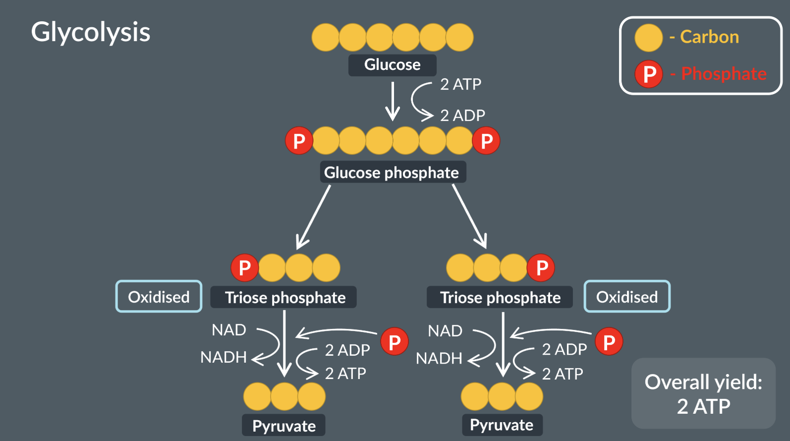 <ol><li><p>glucose enters the cytoplasm by facilitated diffusion</p></li><li><p>an enzyme adds 2 phosphate groups onto the glucose by phosphorylation, forming a molecule of glucose phosphate.<em> </em>these phosphate groups come from the breakdown of 2 ATP molecules</p></li><li><p>glucose phosphate breaks down into 2 molecules of triose phosphate</p></li><li><p>each molecule of triode phosphate is oxidised to pyruvate. the conversion of each triose phosphate molecule produces 2 ATP molecules by substrate level phosphorylation </p></li><li><p>per each triose phosphate molecule, 1 NAD molecule is reduced to NADH</p></li></ol><p>for every glucose molecule theres an overall yield of 2 ATP molecules (bc 2 are used in step 2 and 4 are produced in step). also 2 NADH molecules produced</p>