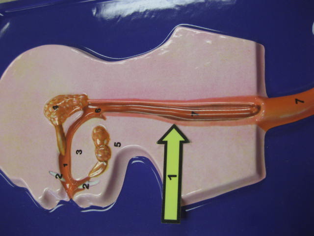 <p>Identify 1?</p><p>Lab Image 7-9</p>