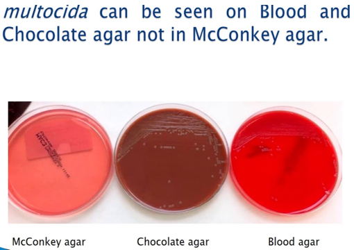 <ul><li><p>groei op bloedagar met kleine, niet-hemolytische, doorschijnende kolonies na 24u incubatie </p></li><li><p>geen groei op MC ! </p></li><li><p>Facultatief aeroob </p></li></ul><p></p>