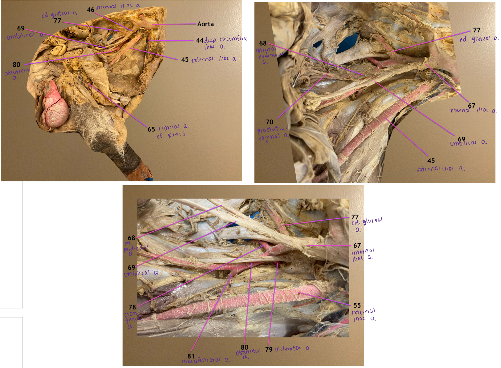 <ol start="78"><li><p>cranial gluteal a.</p></li><li><p>iliolumbar a.</p></li><li><p>obturator a.: branch of 78, passes thru obturator foramen &amp; travels w/ obturator n.</p></li><li><p>iliacofemoral a.</p></li></ol><p></p>