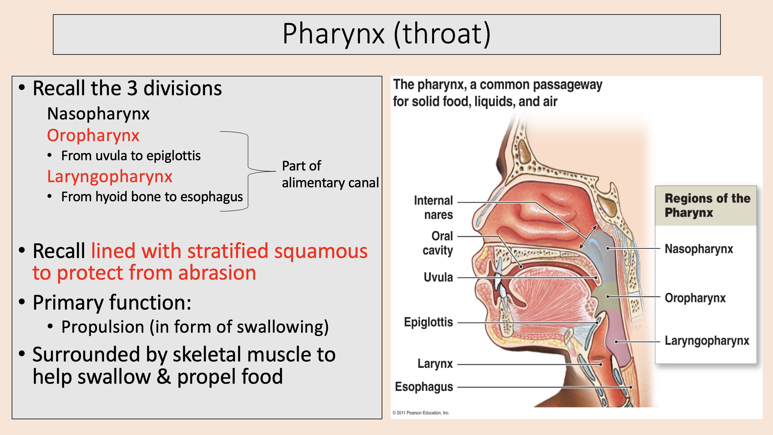 <p><span style="color: rgb(255, 0, 0);">laryngopharynx</span></p>