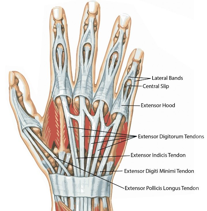 <p><strong>Extensor </strong>surface<strong> </strong>refers to the body surface which is on the outer aspect of a joint. For example, the dorsal body surface situated on the back of the elbow or that which is located in front of the knee joint.</p><p>The <strong>extensor</strong> surfaces cover the <strong>extensor</strong> muscles, which overlay the dorsal aspects of joints. Upon contraction, the <strong>extensor</strong> muscles straighten up the joint and pull the flexor surfaces away from each other, thereby increasing the angle between the bones.</p>