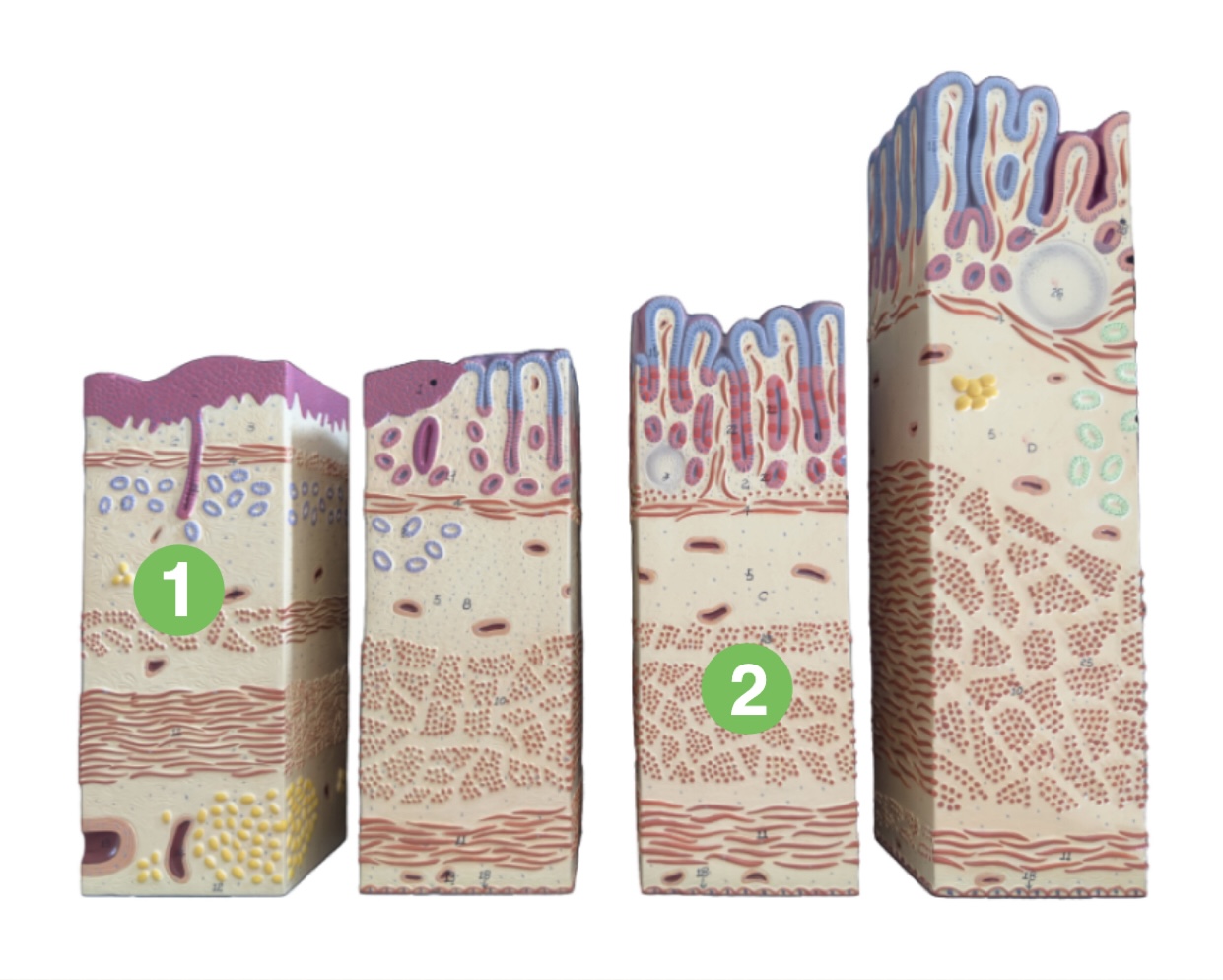 <p>Which segment of the digestive tract is (2) pointing to?</p>