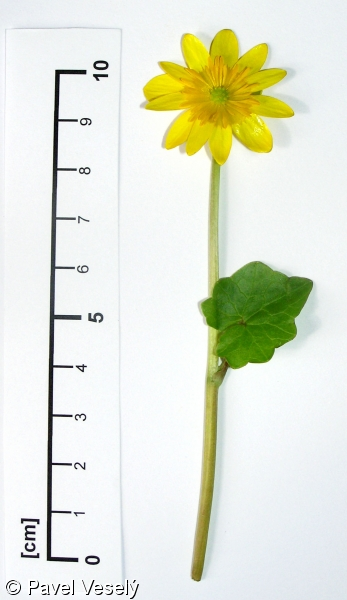 <p>lesklé srdčité listy, žluté květy</p>