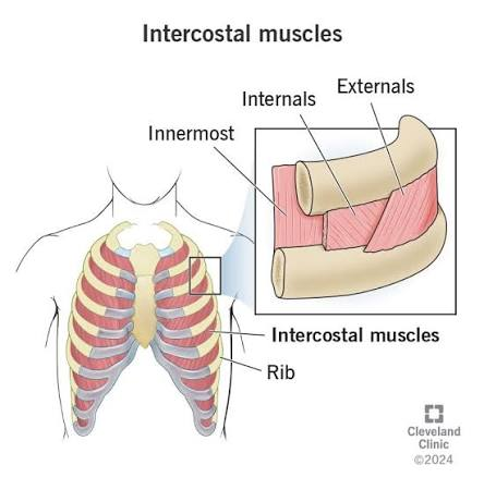 <ul><li><p>origin: inferior margin of the rib above</p></li><li><p>insertion: superior margin of the rib below </p></li><li><p>action: fiber direction matches the internal layer; depresses the ribs aiding forced exhalation </p></li><li><p>bucket handle motion</p></li></ul><p></p>