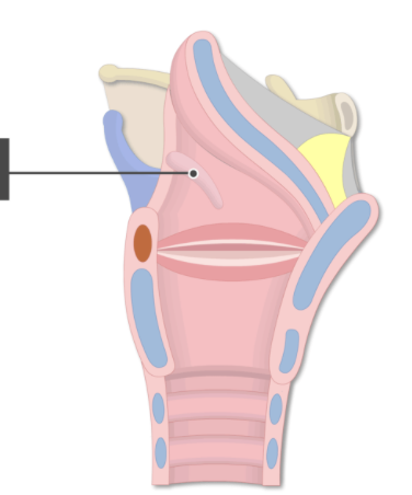 <p>These small, club-shaped cartilages are embedded within the aryepiglottic folds to provide structural support for the surrounding soft tissues and vocal folds.</p>