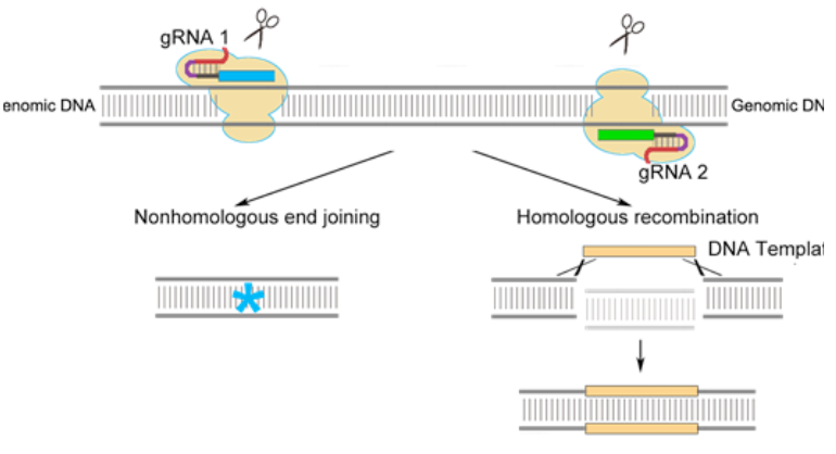 <p>made up of DNA cutting tool- Cas9, RNA guiding molecule- gRNA  - together form Cas9 complex</p><p>locates and binds to common seq in DNA called a PAM</p><p>gRNA unwinds part of the double helix (it is designed to bind and match a particular seq in DNA) -once found correct seq, Cas9 can cut the DNA- its nuclease domains each make a nick on both side the DNA (double strand break created)</p><p>due to repair of dsDNA break error prone, inadvertently makes mutations that inactivate the gene</p><p>other enzymes can be added to nuclease domains e.g. a deaminase to convert a C-> T and therefore edit precisely genes</p>