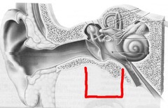 <p>the chamber between the eardrum and cochlea containing three tiny bones (hammer, anvil, and stirrup) that concentrate the vibrations of the eardrum on the cochlea's oval window</p>