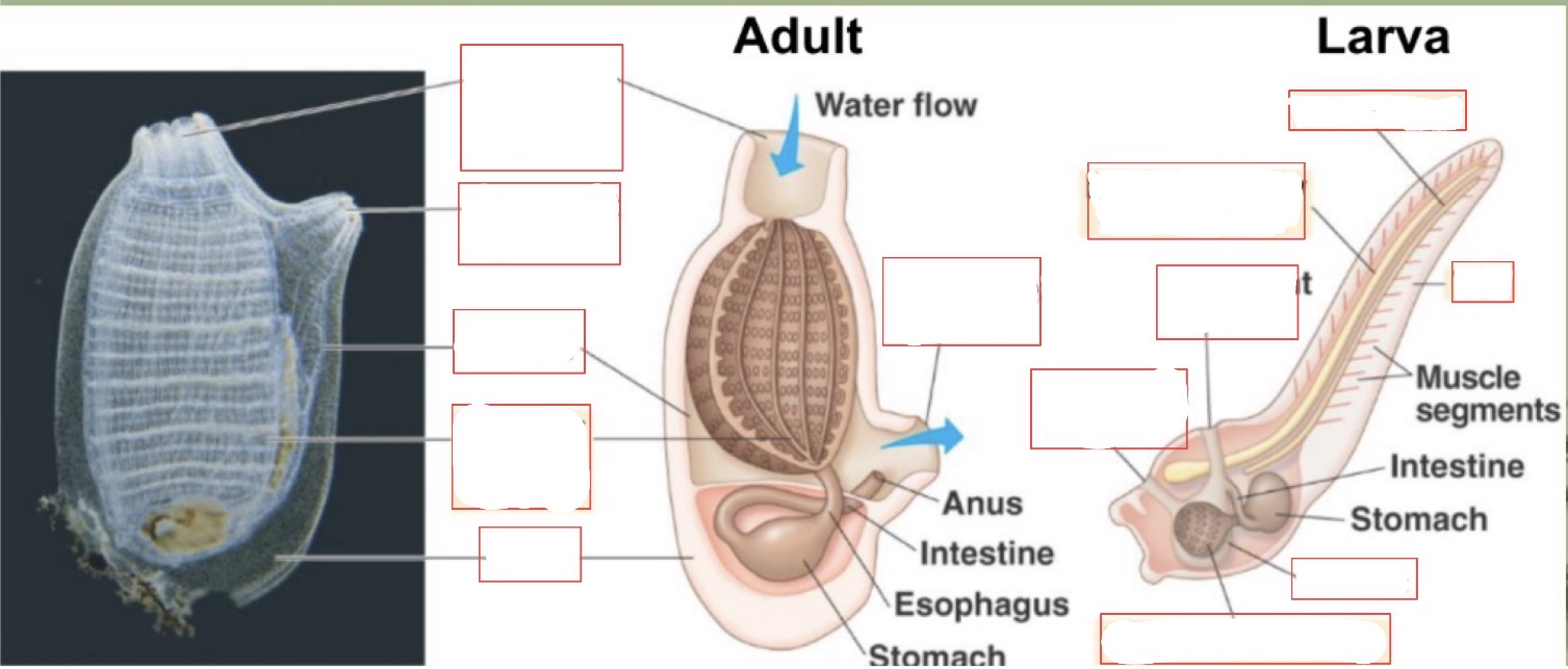 <p>structures and functions of tunicate</p>
