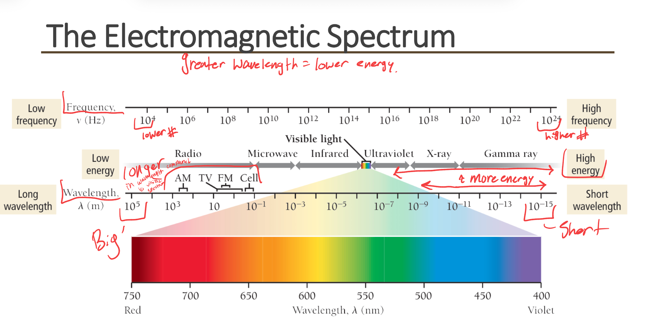 <ul><li><p>visible light is WHITE and it is a continuous spectrum. meaning its a combination of the different colored wavelengths together. </p></li><li><p>ultraviolet rays come before visible light on the EM spectrum, while infrared waves come after it.</p></li></ul><p></p>