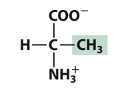<p>Name (full name, 3 letter, 1 letter) </p><p>Type of amino acid </p><p></p>