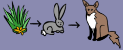 <p>only show one linear path of energy and matter</p>