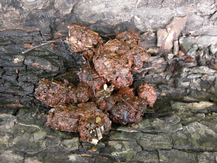 <p>runny/consistency, contains fish bones/scales/crayfish shell fragments, poorly defined shape, </p>