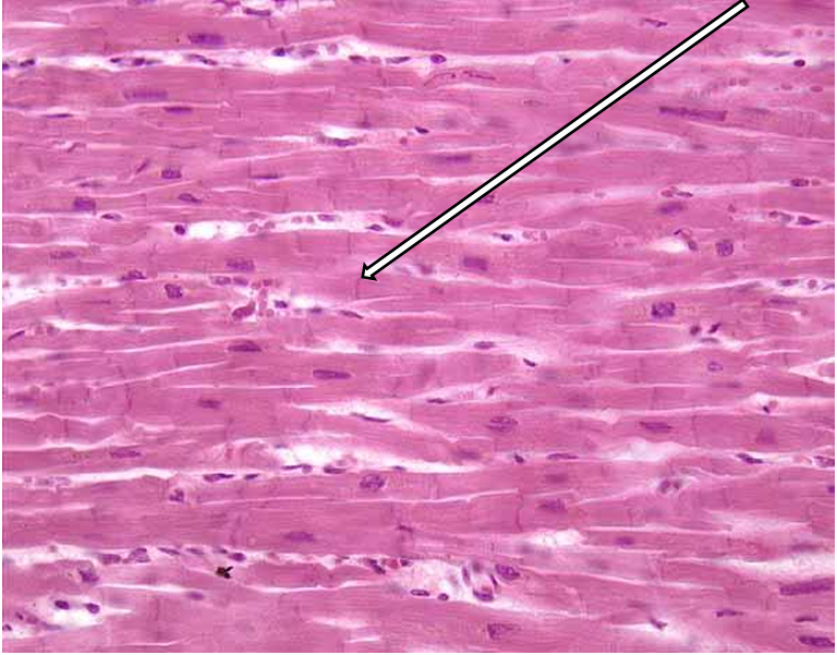 <p>what tissue is this? </p>