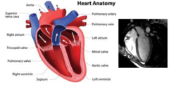 <p>Review</p>