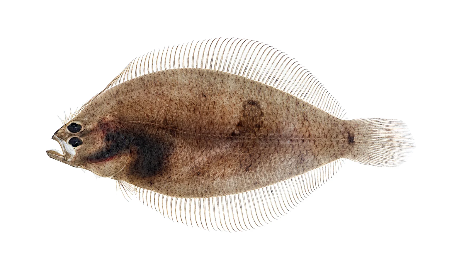 <p>Left-eyed, Bony crest between eyes, straight lateral line from opercle to tail base</p>