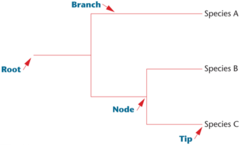 <p>common ancestor of all organisms in the tree</p>