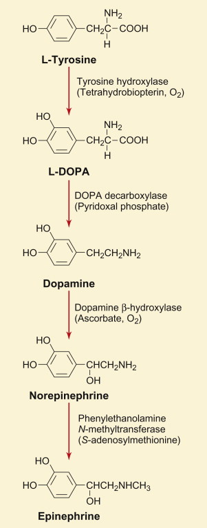 <p>tyrosine</p>