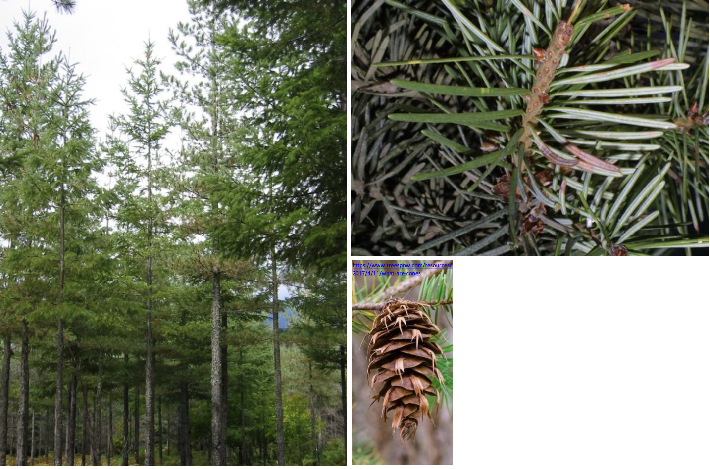 <p><strong>Plant family:</strong> Pinaceae<br><strong>Life cycle:</strong> Perennial<br><strong>Key persistence / spread:</strong> Seed<br><strong>Farming systems:</strong> Plantation forestry, shelter</p><p><strong> How to identify</strong></p><p>This tall evergreen tree has a narrow, conical growth form with a strong central leader. Branches are more horizontal than those of other conifers.</p><p>Needles are flat, soft, and singly attached, not bundled. When crushed, needles may give off a citrus‑like smell.</p><p>Cones are distinctive, bearing protruding three‑pointed bracts that resemble small tails.</p><p>Often planted in cooler or higher altitude forestry areas where growth is slower but timber quality is high.</p>
