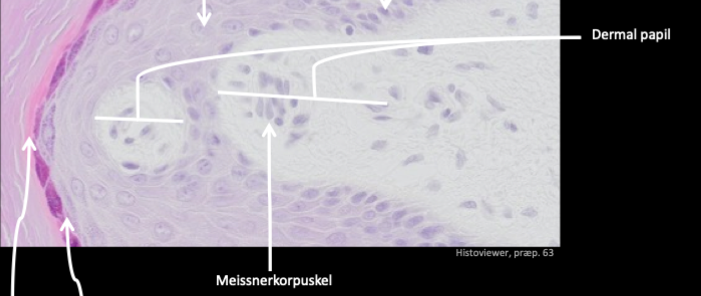 <p>Dermal papil og Meissnerkorpuskel</p>