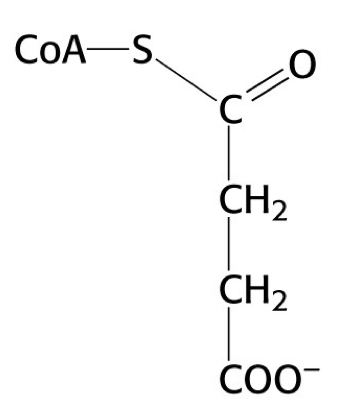 <p>what is this structure</p>