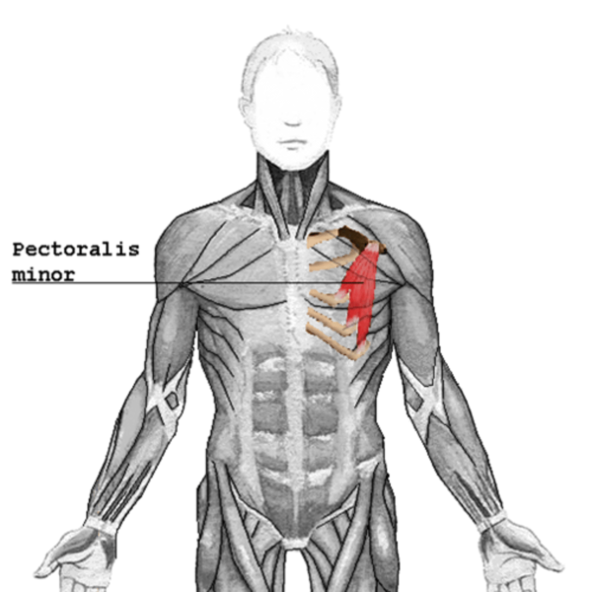 <p>Flat, thin muscle deep to the pectoralis major</p><p>*With ribs fixed, protracts and rotates scapula downward</p>