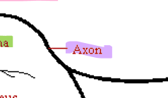 <p>Axon</p><p>Makes up white matter (myelin sheath)</p>