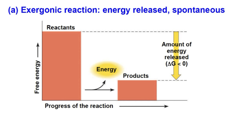 <p>spontaneous reaction with net release of free energy (∆G < 0) (energy exiting)</p><ul><li><p>magnitude of ∆G represents max amount of work reaction can perform</p></li></ul><p></p>