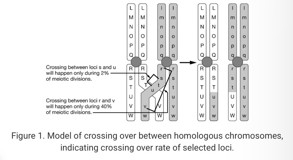 <p><span><span>During prophase replicated homologous chromosomes pair up and undergo synapsis. What testable question is generated regarding synapsis and genetic variability by Figure 1 ?</span></span></p>